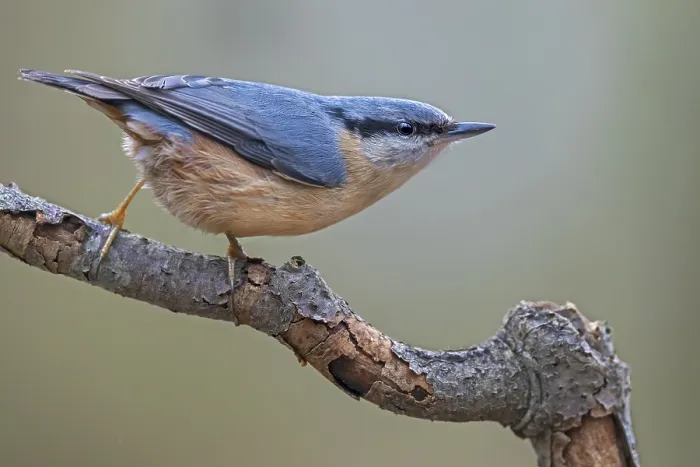 Framed Print : If something attracts the attention of the nuthatch (Sitta europaea)