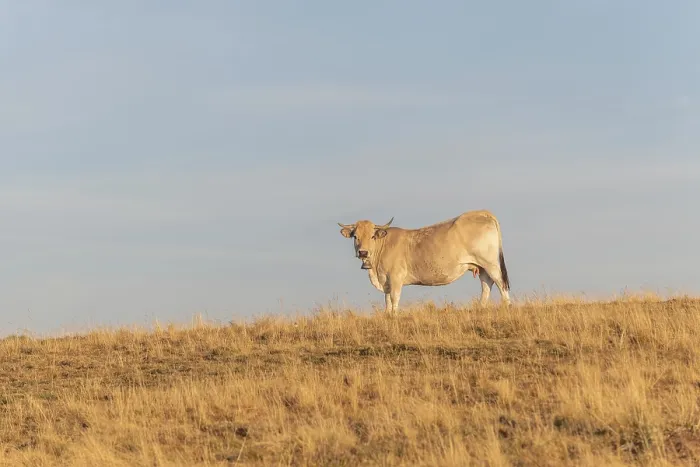 Framed Print : Aubrac cow in a dry pasture in summer