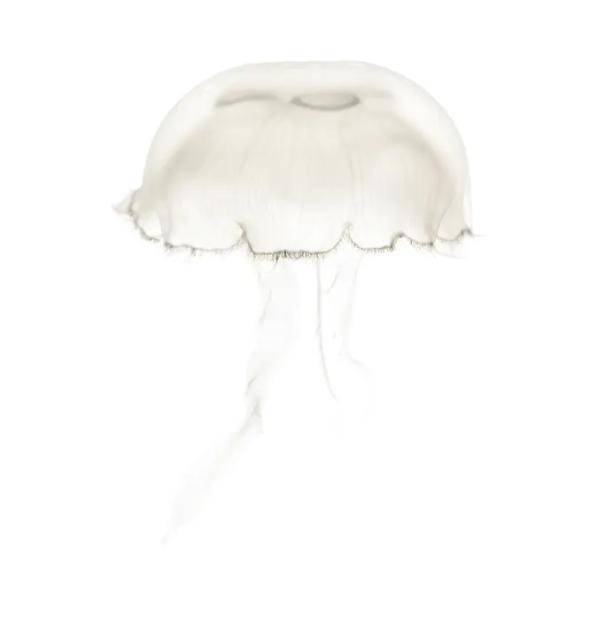 Framed Print : Aurelia aurita also called the common jellyfish against white background Framed Print : Aurelia aurita also called the common jellyfish against white background