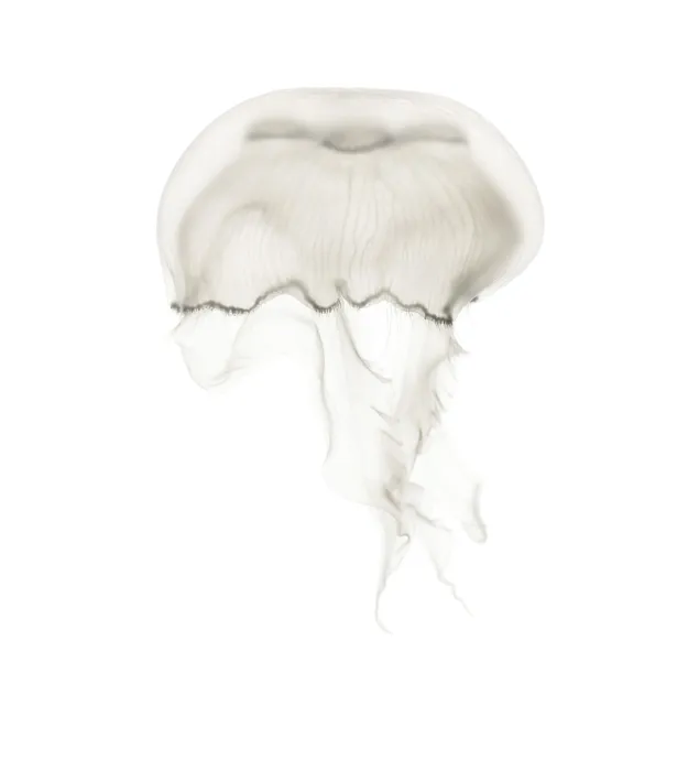 Framed Print : Aurelia aurita also called the common jellyfish against white background