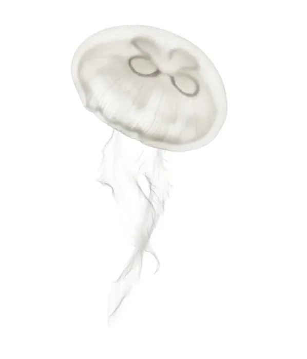 Framed Print : Aurelia aurita also called the common jellyfish against white background