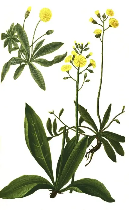 Framed Print : Auricula muris, lesser hawkweed