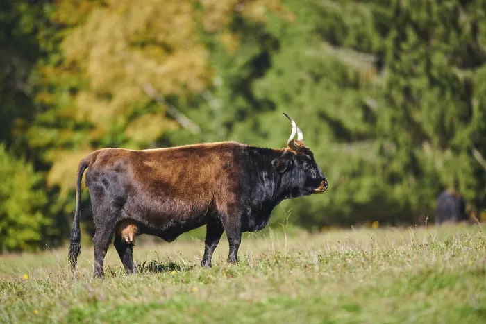 Framed Print : Aurochs (Bos primigenius) standing on a meadow in autumn