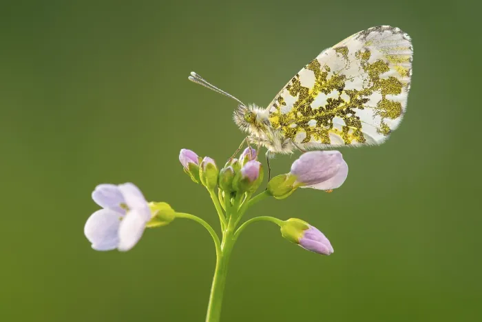 Framed Print : Aurora butterfly (Anthocharis cardamines) on meadowfoam Framed Print : Aurora butterfly (Anthocharis cardamines) on meadowfoam