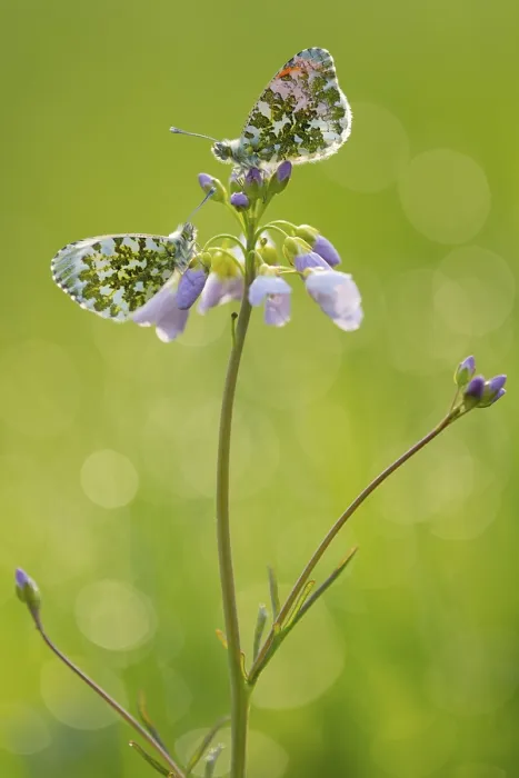 Framed Print : Aurora butterfly (Anthocharis cardamines) on meadowfoam
