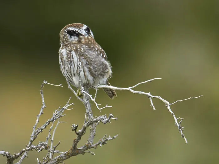 Framed Print : Austral Pygmy-owl (Glaucidium nana) adult Framed Print : Austral Pygmy-owl (Glaucidium nana) adult