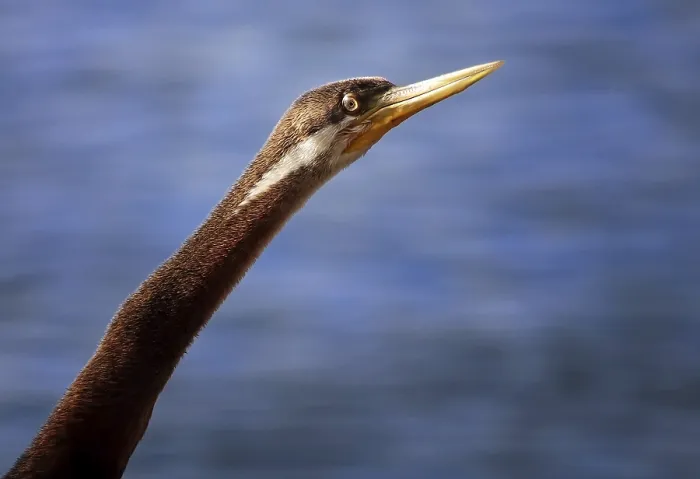 Framed Print : Australasian darter (Anhinga novaehollandiae)