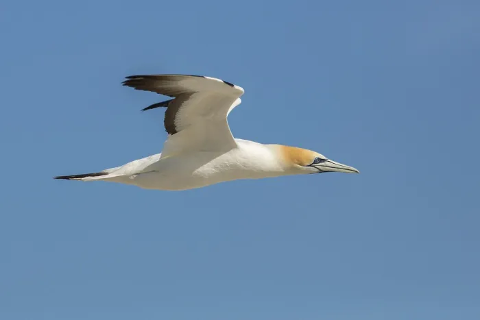 Framed Print : Australasian Gannet (Morus serrator) flying Framed Print : Australasian Gannet (Morus serrator) flying