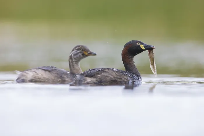 Framed Print : Australasian Grebe (Tachybaptus novaehollandiae) with young and food in its beak