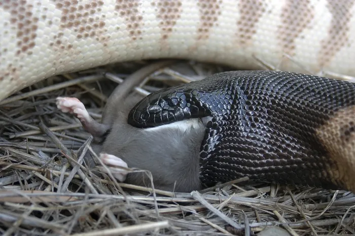 Framed Print : Australian black headed python