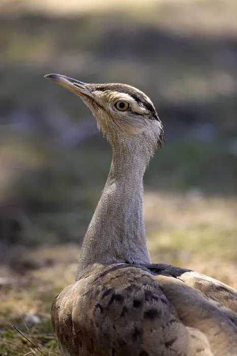 Framed Print : Australian Bustard (Ardeotis australis)
