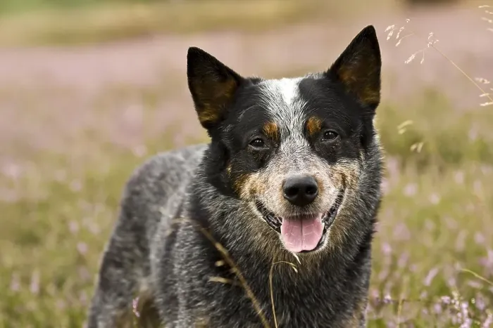 Framed Print : Australian Cattle Dog, portrait