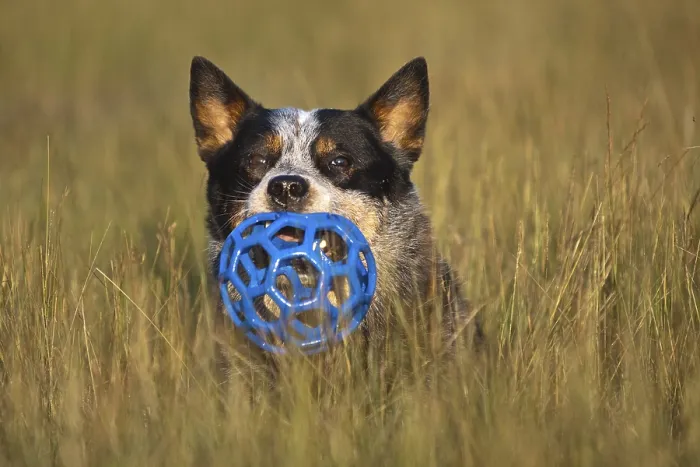 Framed Print : Australian Cattle Dog, toy in mouth