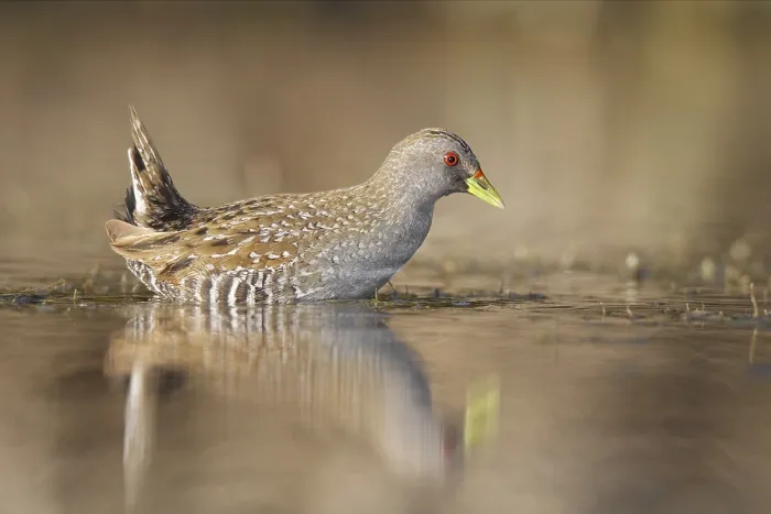 Framed Print : Australian Crake (Porzana fluminea) Framed Print : Australian Crake (Porzana fluminea)