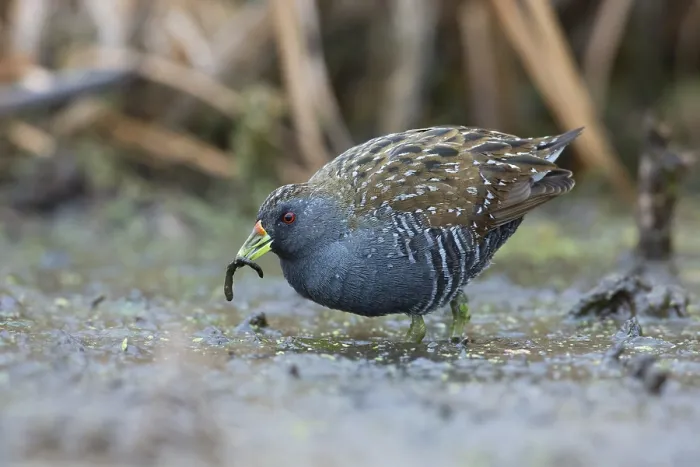 Framed Print : Australian Crake (Porzana fluminea) foraging Framed Print : Australian Crake (Porzana fluminea) foraging
