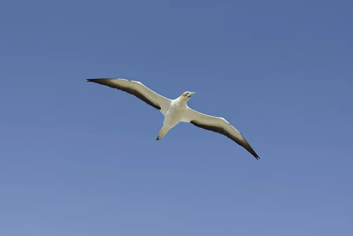 Framed Print : Australian gannet (Morus serrator) Framed Print : Australian gannet (Morus serrator)