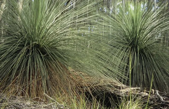 Framed Print : Australian grass tree in the Grampians National Park Framed Print : Australian grass tree in the Grampians National Park