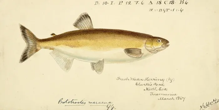 Framed Print : Australian grayling, Prototroctes maraena, Australian grayling, fish, reproduction of an original, by Frank Edward Clarke (b. 1849, d. 1899), ichthyologist and scientific draughtsman Framed Print : Australian grayling, Prototroctes maraena, Australian grayling, fish, reproduction of an original, by Frank Edward Clarke (b. 1849, d. 1899), ichthyologist and scientific draughtsman
