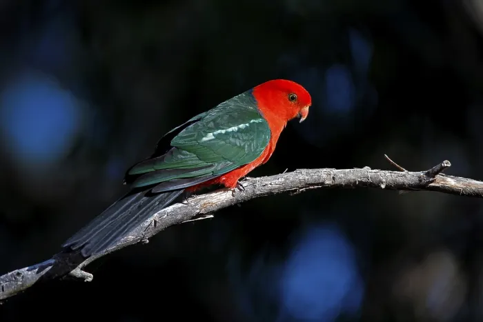 Framed Print : Australian King Parrot (Alisterus scapularis) Framed Print : Australian King Parrot (Alisterus scapularis)