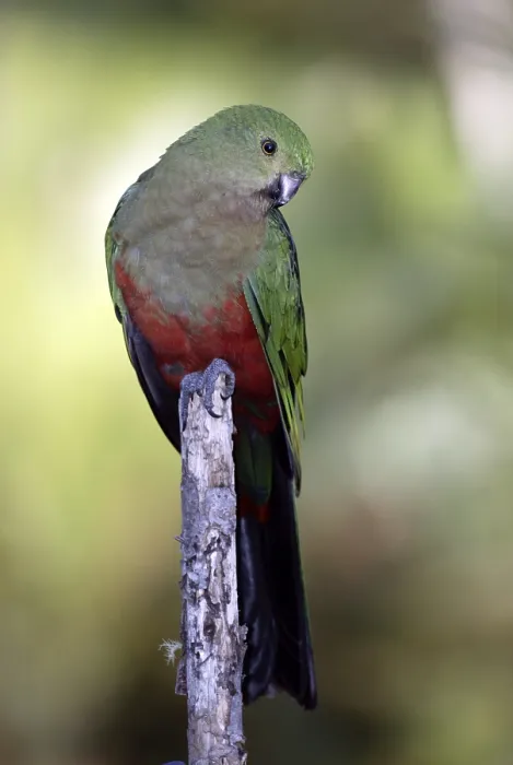 Framed Print : Australian King Parrot (Alisterus scapularis)
