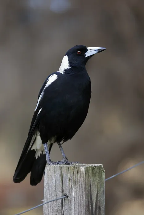 Framed Print : Australian magpie (Gymnorhina tibicen)