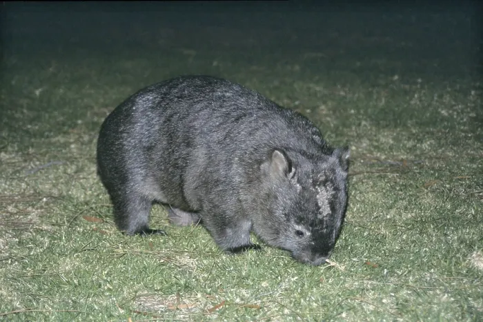 Framed Print : Australian naked-nosed wombat (Vombatus ursinus hirsutus)