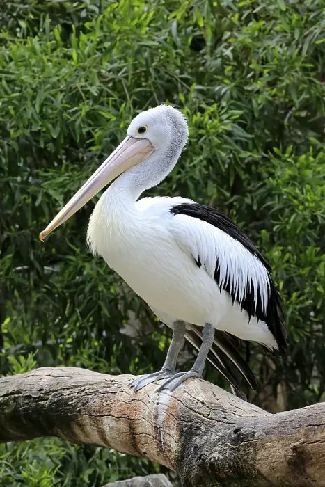 Framed Print : Australian pelican (Pelecanus conspicillatus)