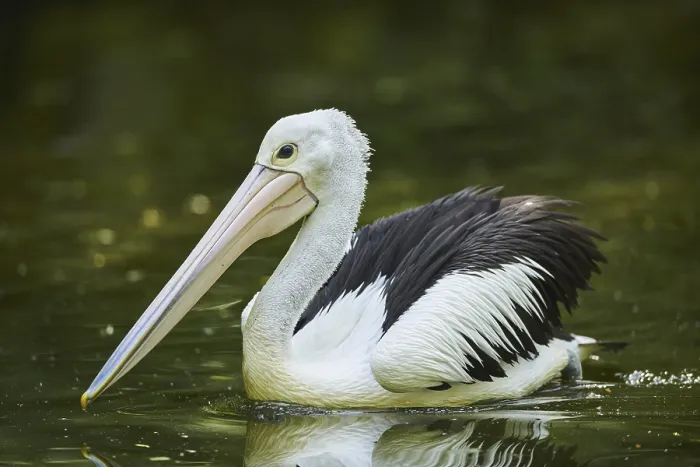 Framed Print : Australian pelican (Pelecanus conspicillatus)