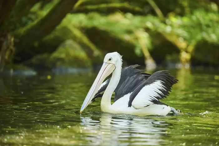 Framed Print : Australian pelican (Pelecanus conspicillatus)