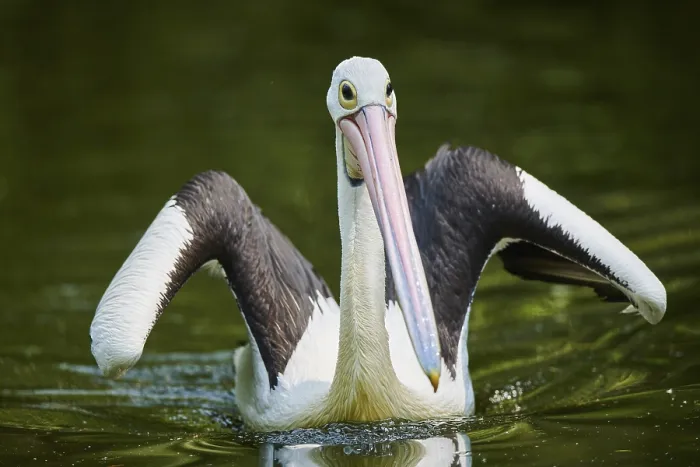 Framed Print : Australian pelican (Pelecanus conspicillatus)