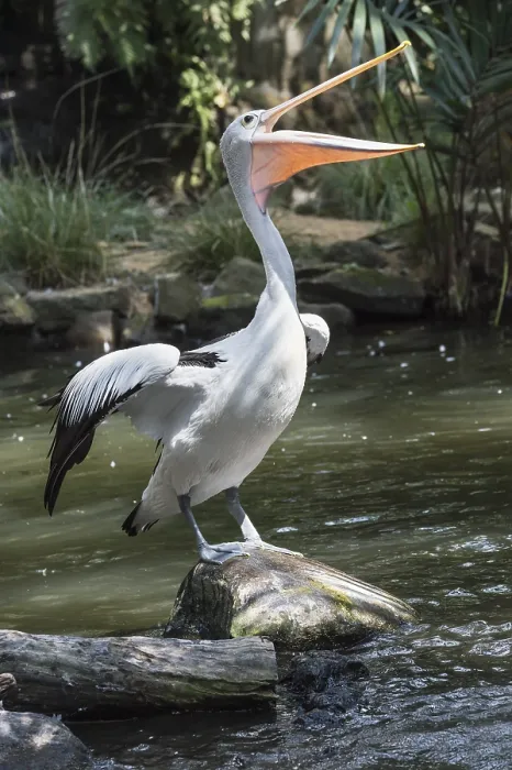 Framed Print : Australian Pelican (Pelecanus conspicillatus)
