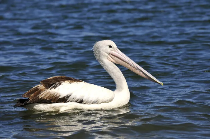 Framed Print : Australian Pelican (Pelecanus conspicillatus) Framed Print : Australian Pelican (Pelecanus conspicillatus)