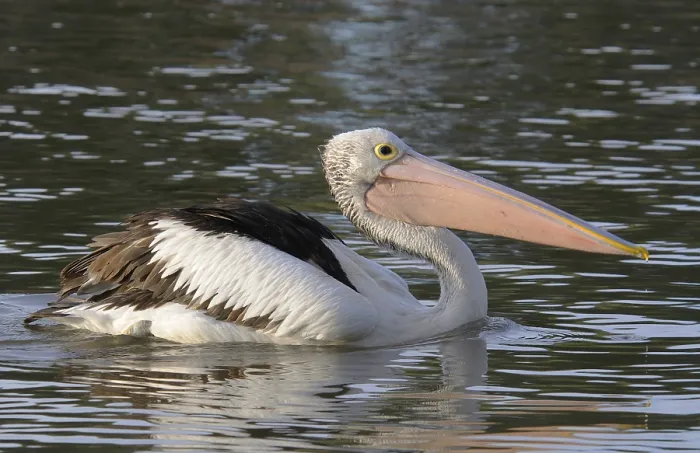 Framed Print : Australian pelican (Pelecanus conspicillatus) Framed Print : Australian pelican (Pelecanus conspicillatus)