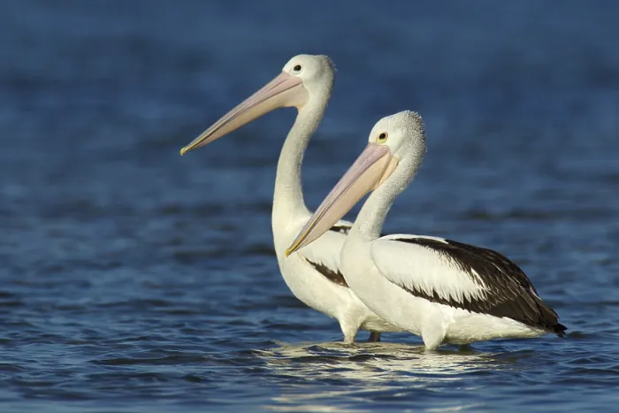 Framed Print : Australian Pelican (Pelecanus conspicillatus)