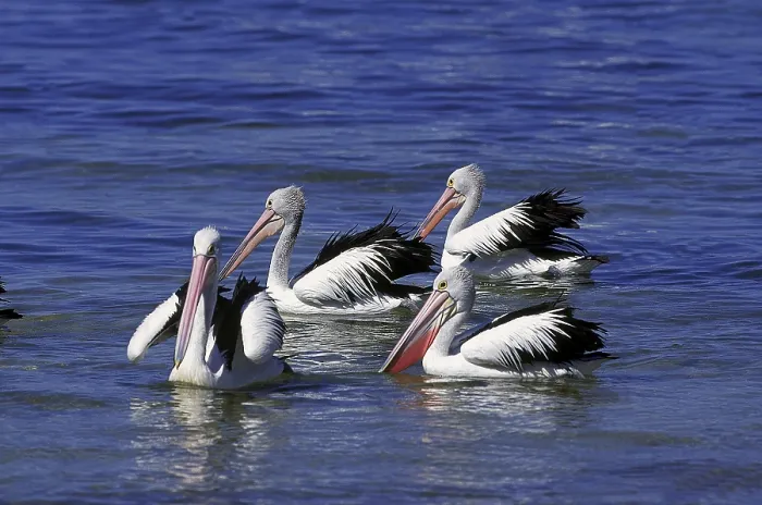 Framed Print : AUSTRALIAN PELICAN (pelecanus conspicillatus)