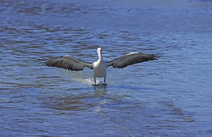 Framed Print : Australian Pelican (pelecanus conspicillatus)