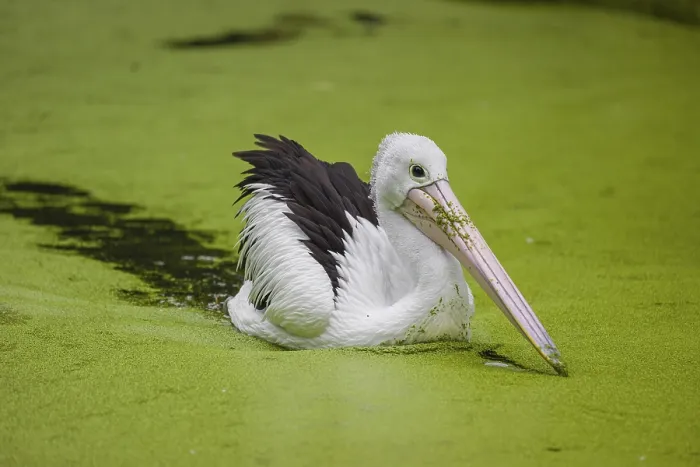Framed Print : An Australian pelican (Pelecanus conspicillatus) swims in a duckweed-covered pond