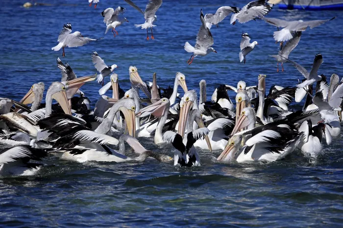 Framed Print : Australian Pelicans (Pelecanus conspicillatus) Framed Print : Australian Pelicans (Pelecanus conspicillatus)