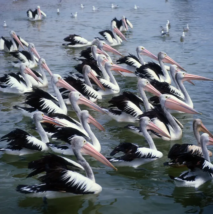 Framed Print : Australian pelicans (Pelecanus conspicillatus) Framed Print : Australian pelicans (Pelecanus conspicillatus)