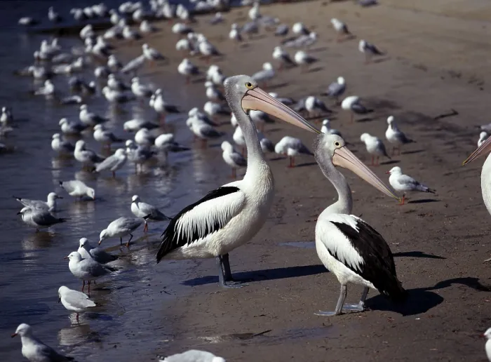 Framed Print : Australian Pelicans (Pelecanus conspicillatus)