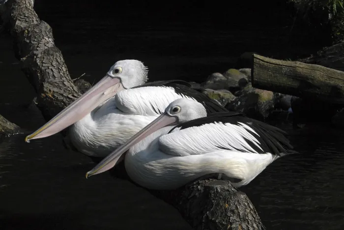 Framed Print : Australian Pelicans (Pelecanus conspicillatus) at a zoo in Germany