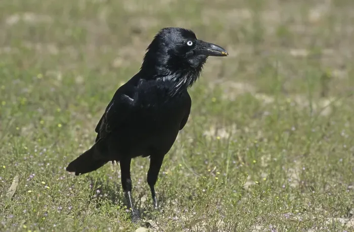 Framed Print : Australian Raven (Corvus coronoides) standing on ground