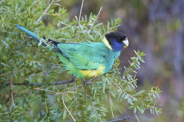 Framed Print : Australian Ringneck (Barnardius zonarius zonarius) perched in a bush