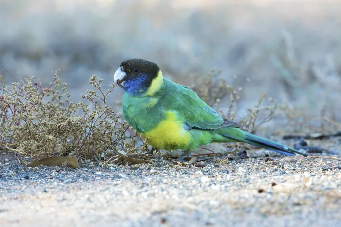 Framed Print : Australian Ringneck (Barnardius zonarius zonarius) perched on the ground feeding on seeds