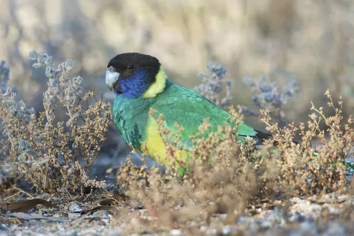 Framed Print : Australian Ringneck (Barnardius zonarius zonarius) perched on the ground feeding on seeds Framed Print : Australian Ringneck (Barnardius zonarius zonarius) perched on the ground feeding on seeds