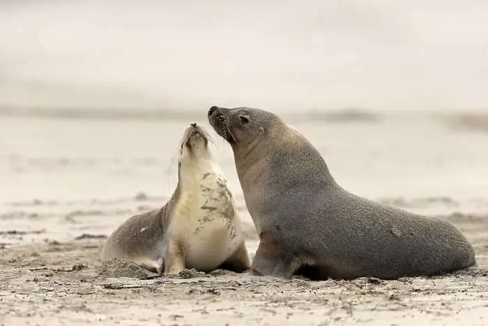 Framed Print : Australian sea lion (Neophoca cinerea) Framed Print : Australian sea lion (Neophoca cinerea)