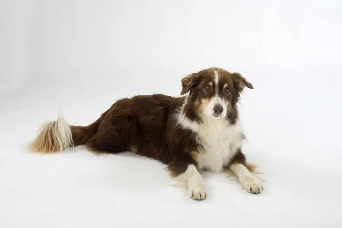 Framed Print : Australian Shepherd, 8 years old Framed Print : Australian Shepherd, 8 years old