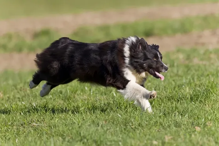 Framed Print : Australian Shepherd, black-bi, running Framed Print : Australian Shepherd, black-bi, running