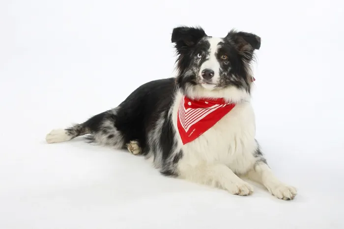 Framed Print : Australian Shepherd, blue-merle