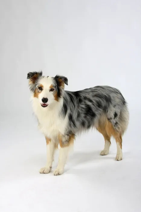 Framed Print : Australian Shepherd, blue-merle